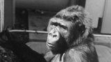 Koko: A Talking Gorilla